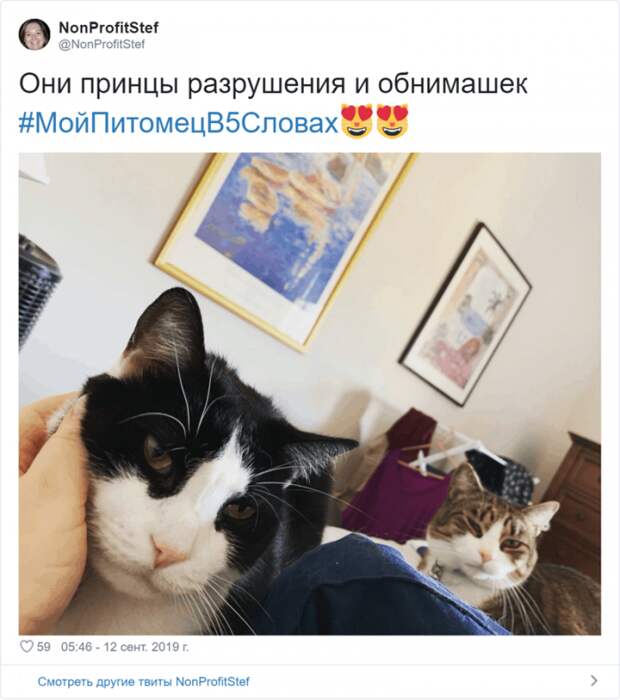Флешмоб «Мой питомец в пяти словах» Флешмоб «Мой питомец в пяти словах»