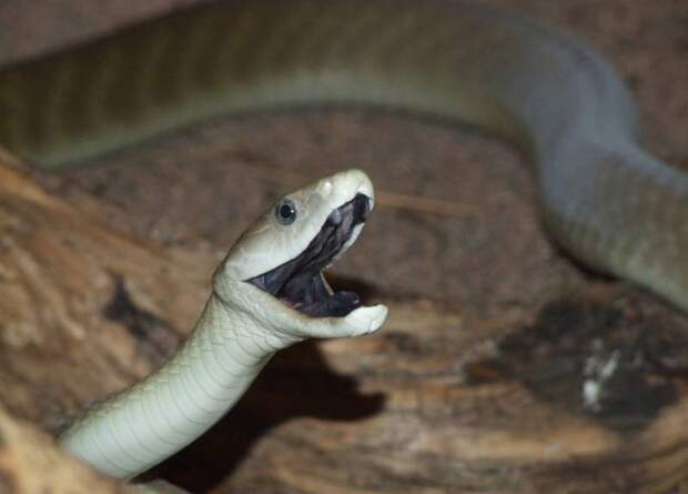 Какие самые ядовитые змеи в мире: фото, названия