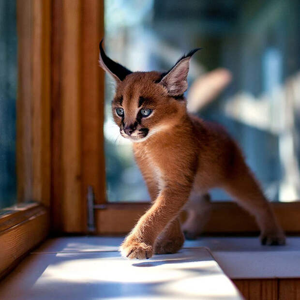 Baby Caracals