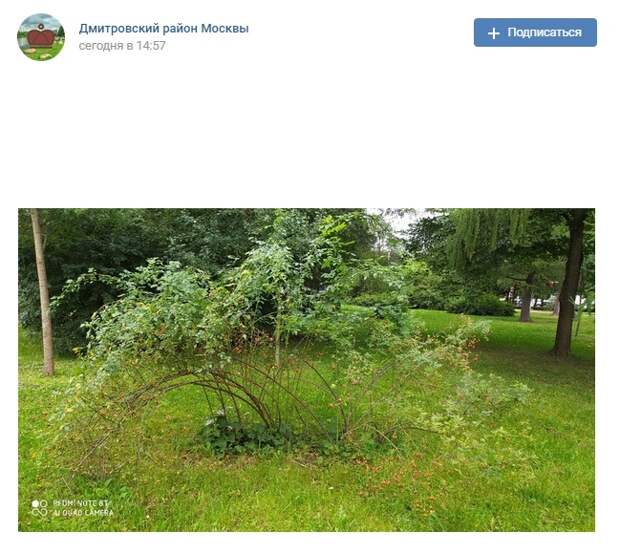Фото дня: урожай шиповника в парке «Ангарские пруды»