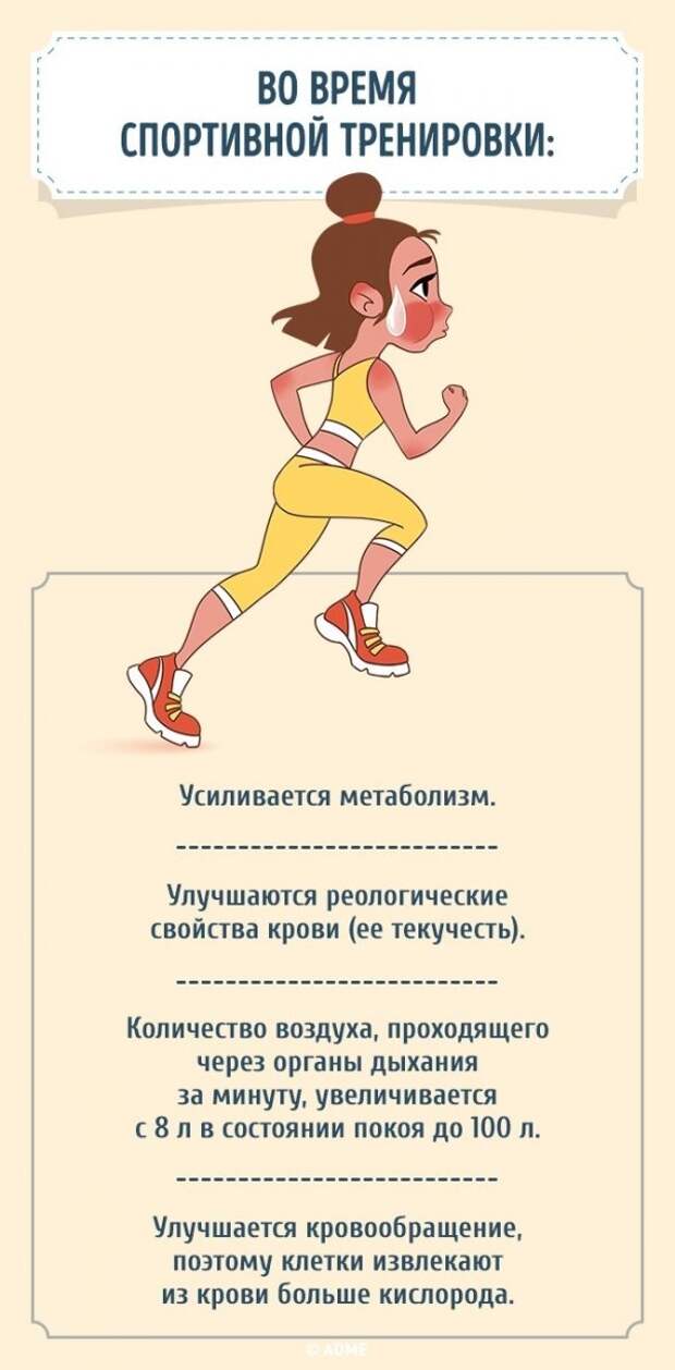 Как реагирует организм на ежедневные занятия спортом