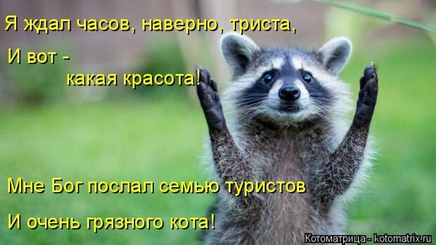 Лучшие котоматрицы недели (50 фото)