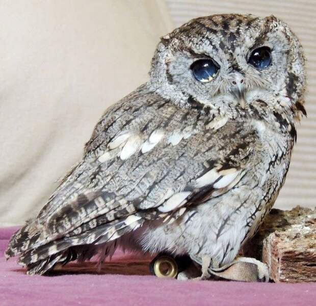 Зевс сова с космосом в глазах, Zeus owl