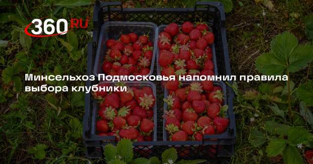 Минсельхоз Подмосковья напомнил правила выбора клубники