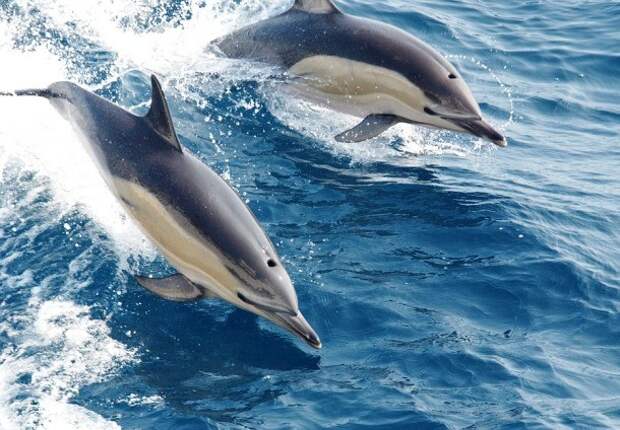 Дельфины и акулы В 2004 году у побережья Новой Зеландии дельфины спасли четырех пловцов от атаки большой белой акулы. Стая кружила вокруг людей сорок минут, пока хищнику просто не надоело.