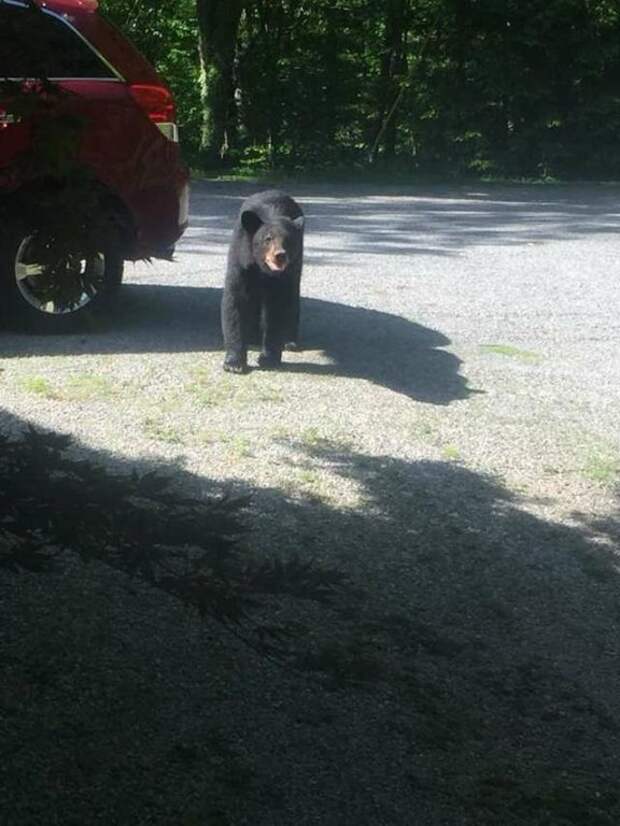 Мужчина оставил машину у леса, и медвежата преподали ему ценный урок