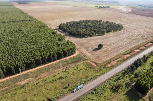 Климатический фонд ООН выделит миллионы компаниям, которых обвиняют в уничтожении лесов: Новости ➕1, 11.07.2023