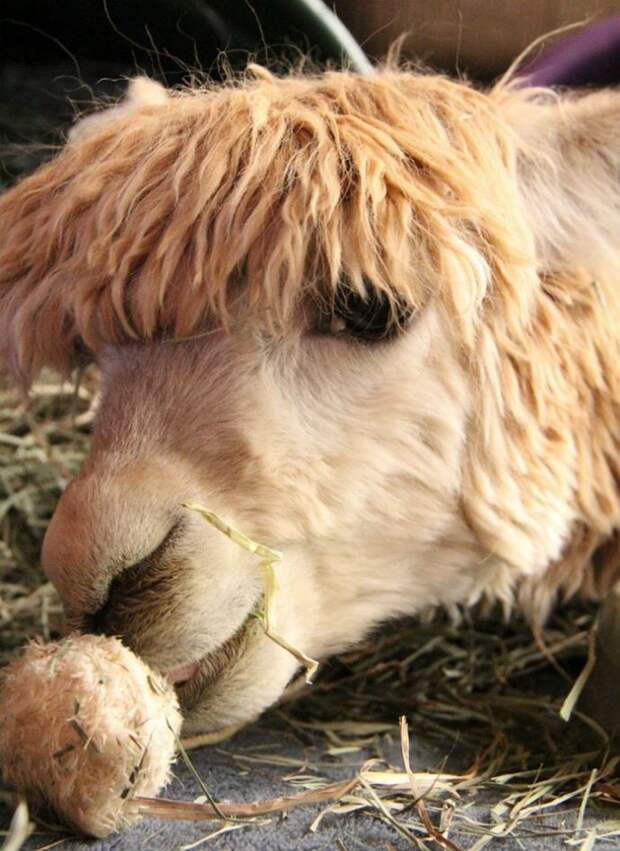 alpaka