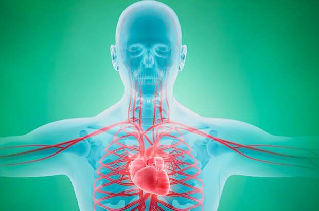 Интересные факты о кровеносной системе человека и сердце 