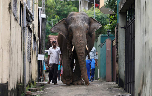 Хозяин и его большой слон в Коломбо, Шри-Ланка. (Фото Dinuka Liyanawatte | Reuters): животные, фото