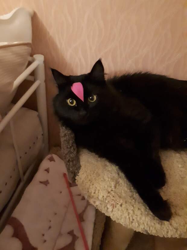 помощь котенку черный кот