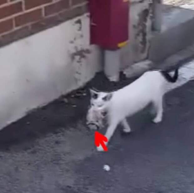 Кошка идет с котенком в зубах Кошка несет котенка