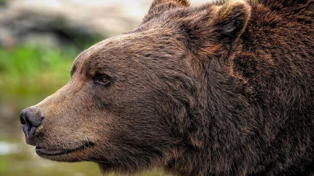 Косолапые в Ленобласти готовятся залечь в зимнюю спячку