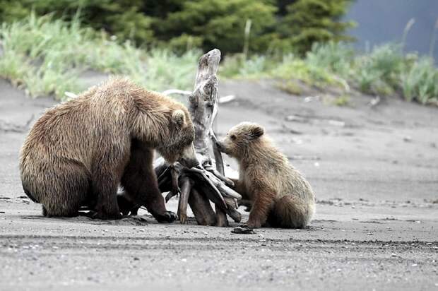 Микрофлора помогла медведям набирать примерно одинаковый вес на разной пище
