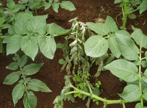 Как растения учатся распознавать бактериальных захватчиков