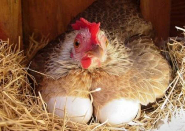 Украина без яиц. Аграрная свердержава покупает продукцию птицеводства в Беларуси
