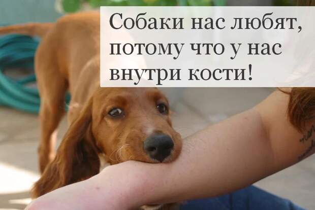 Собаки,такие собаки... Собаки,такие собаки...