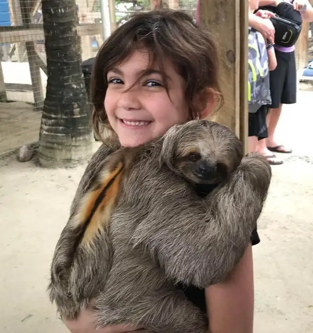 Курорт в Коста-Рике предлагает уникальный сервис: обнимашки с ленивцами!