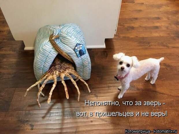 Лучшие котоматрицы недели (50 фото)