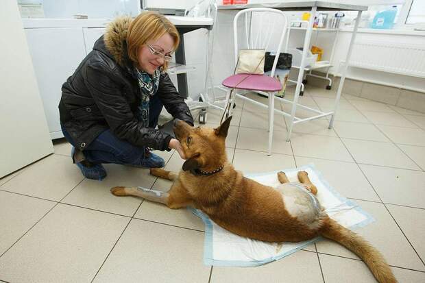 Петербуженка остановила фуру, чтобы спасти умирающую на дороге собаку