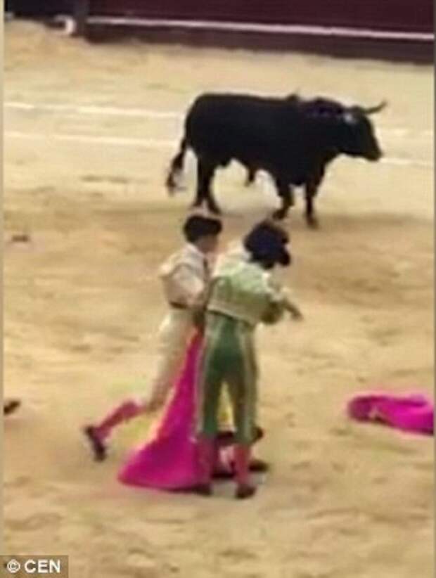 Шок: в Колумбии бык поднял на рога тореадора! бык, коррида, тореадор, травма