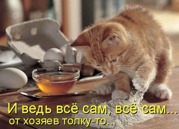 Лучшие котоматрицы недели (50 фото)