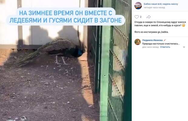 Фото дня: павлин зимует в Бабушкинском