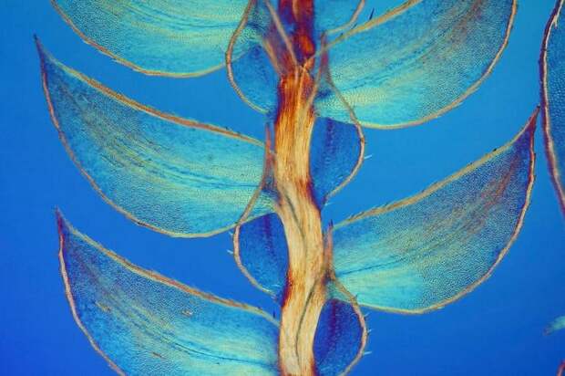 Seventh Place. Leaves Of Selaginella