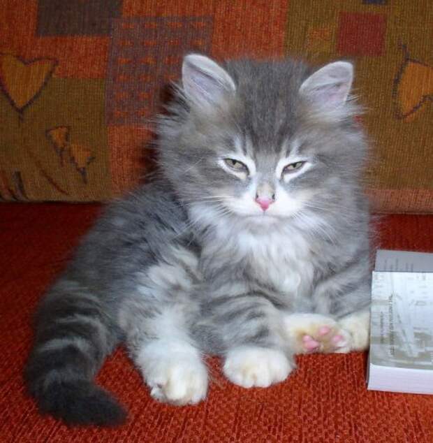 Сердитые котята, которые заставят вас улыбнуться (23 фото)