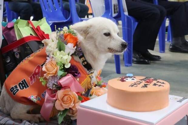В Корее наградили собаку, которая спасла жизнь пропавшей женщине с&nbsp;деменцией