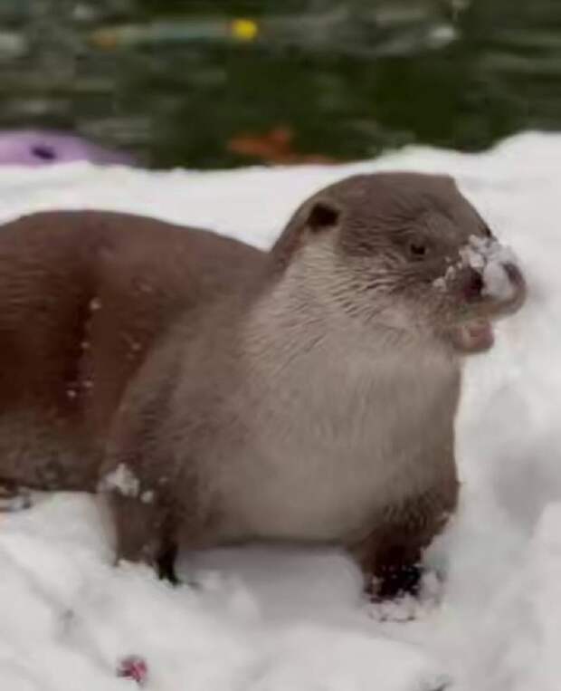 Зимние забавы выдр: Финик и Бертольд из Ленинградского зоопарка радуются снегу