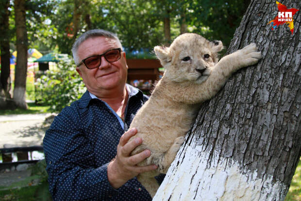 Львицу Аю привезли для льва Алтая в Барнаульский зоопарк Фото: Олег УКЛАДОВ