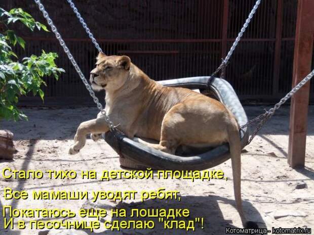 Лучшие котоматрицы недели Лучшие котоматрицы недели
