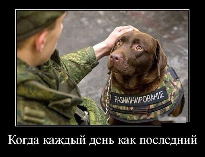 Демотиваторы
