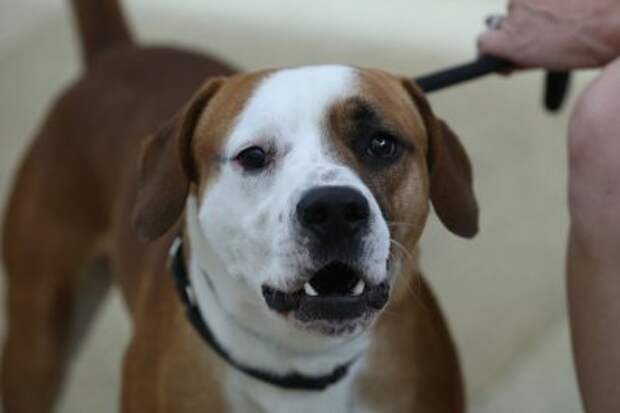 Study: Long-term use of CBD supplements lowers aggression in dogs