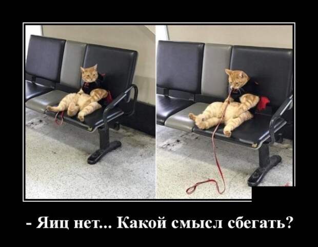 Демотиваторы (30 фото)
