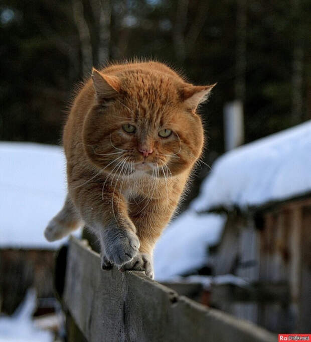 2f06498a69a0e6198f729e9bef726cb9 (637x700, 380Kb)