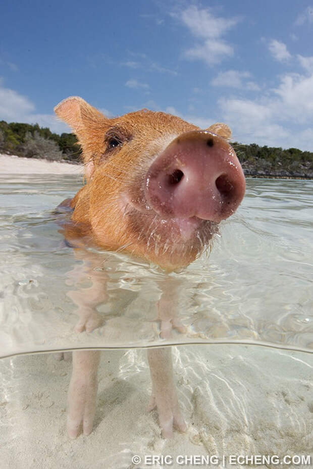 Свинья кайфует. Водоплавающие свиньи Багамы. Пиг-Бич Багамские острова. Свиньи на Багамских островах. Биг Мэйджор Кэй остров свиней.