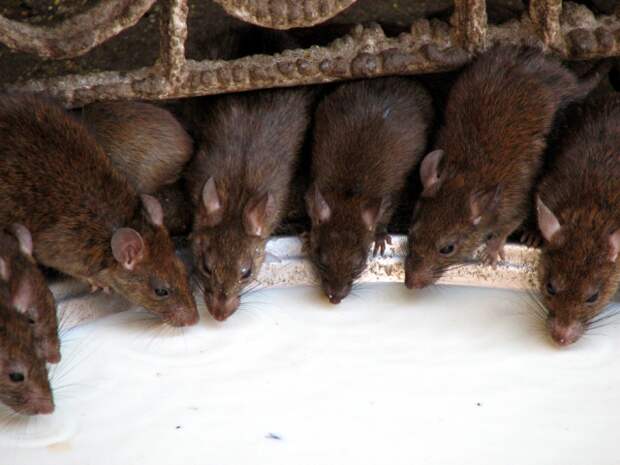 Живность на кораблях парусной эпохи Живность на кораблях парусной эпохи