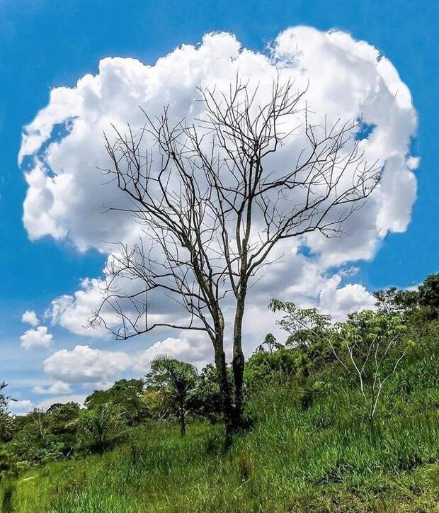 13. Дерево примеряет на себя облачко затвор, снимок, удача, фото, фотограф
