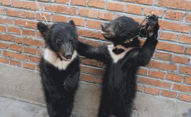 2. Медвежат обучают прямохождению жалко((, жестокое обращение, защита прав животных, цирк