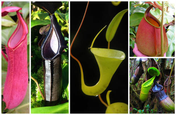 Непентес (Nepenthes) красота, особенные, природа, растения, флора, цветы