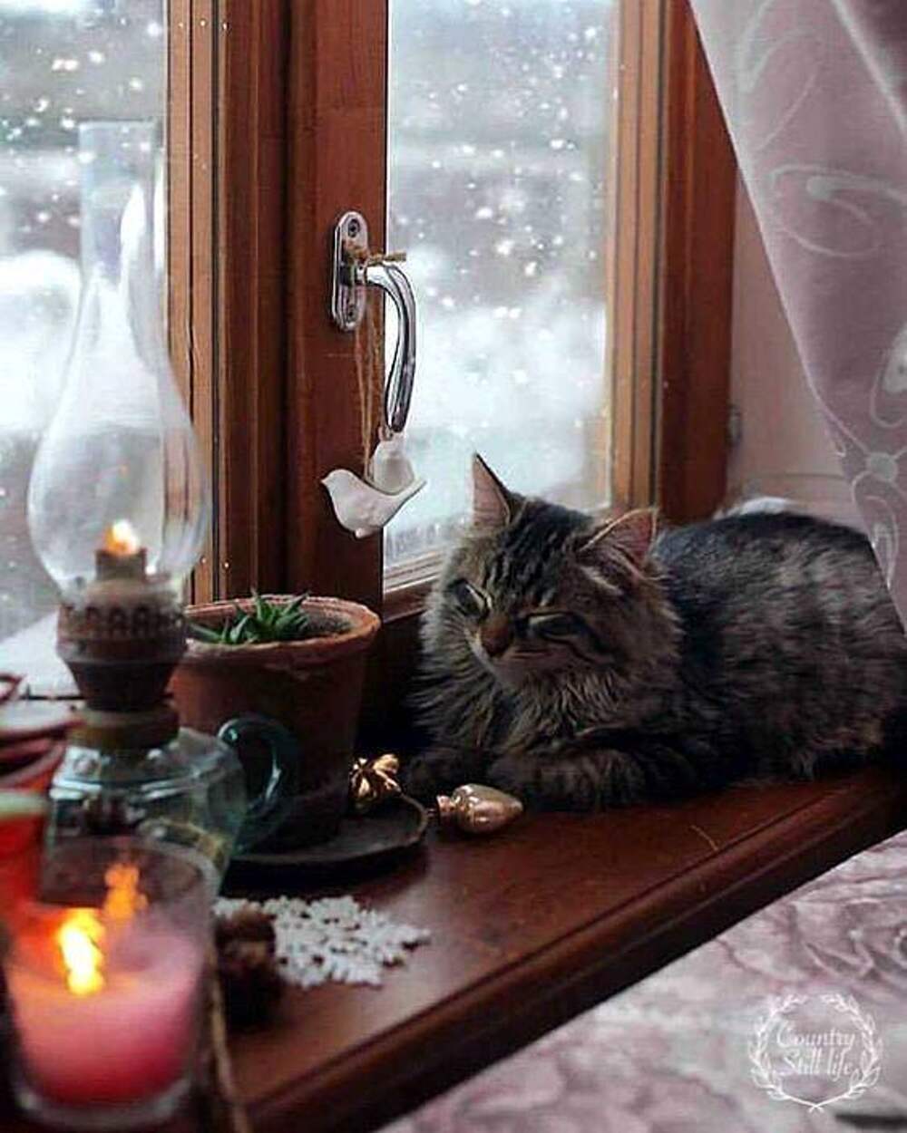 Кот на зимнем подоконнике