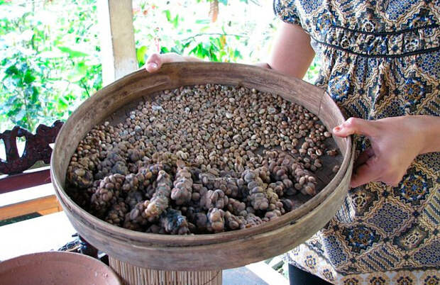 Как так вышло, что самый дорогой кофе в мире добывают из экскрементов куницы?