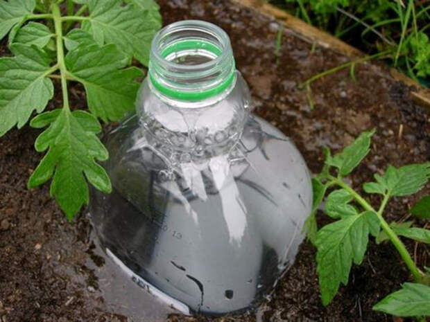 Пластиковые бутылки для полива.