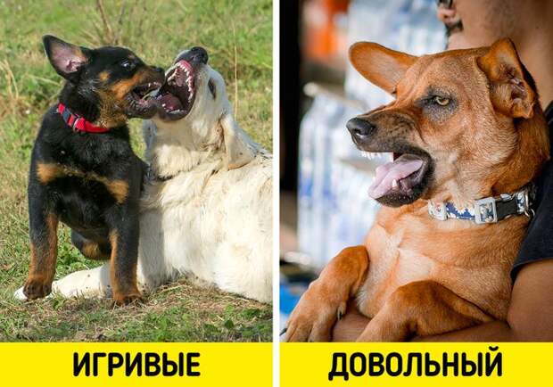 10 странных собачьих привычек, у которых есть научное объяснение