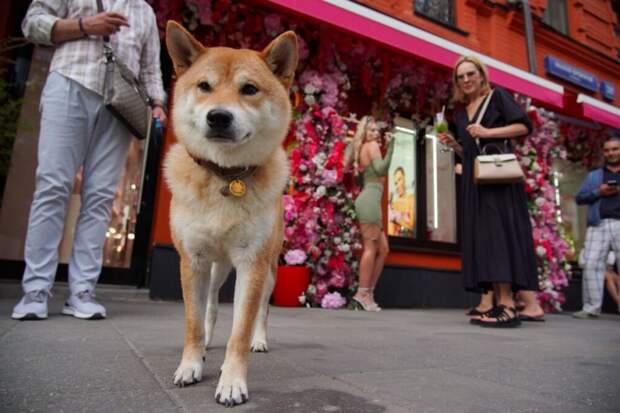 Можно ли заходить в магазин с собакой: что говорит закон