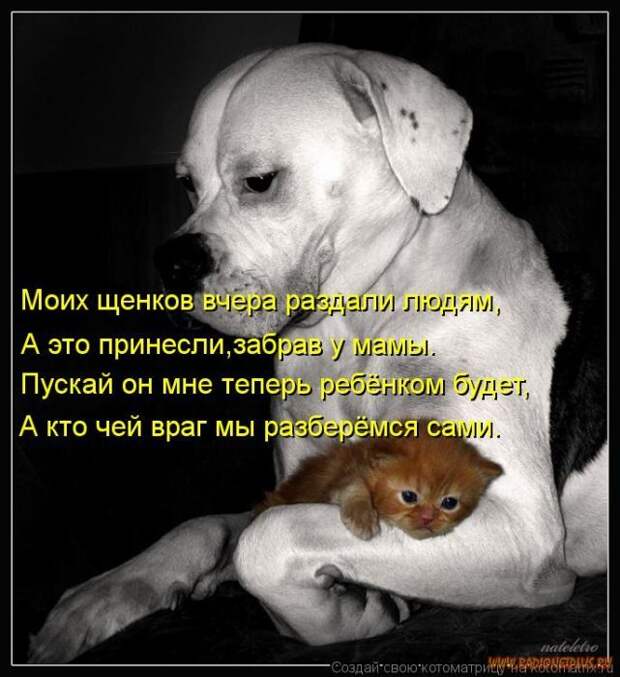 Уфф!!! Ну наконец-то! Котоматрицы великолепные, каждая с улыбкой и хорошим настроением!