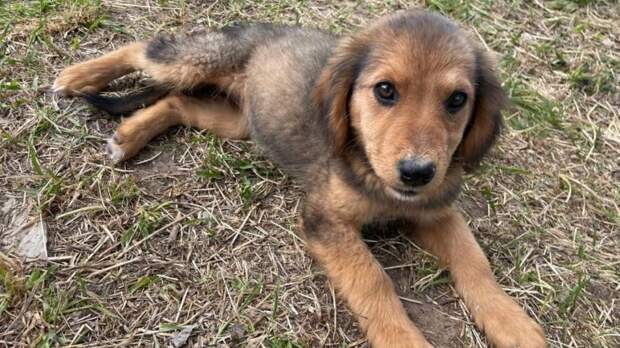 Разделанную собаку нашли калининградцы у ларьков с шавермой в центре города