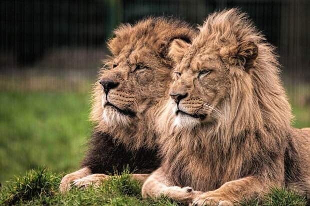 Папа-лев самостоятельно вырастил оставшегося без мамы львенка